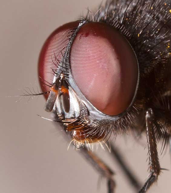 Muscidae: Muscina pascuorum (male) (5)