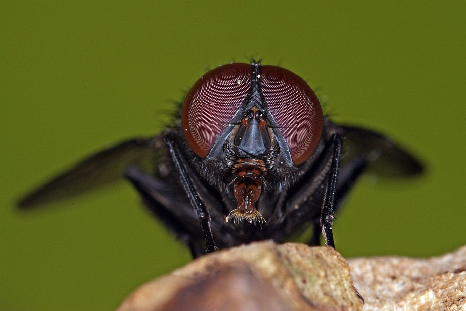 Muscidae: Muscina pascuorum (male) (2)