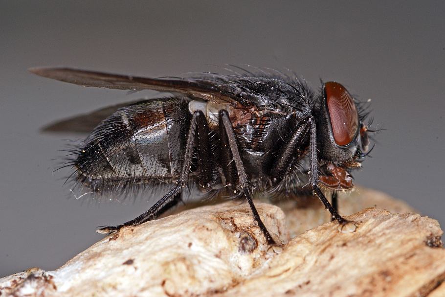 Muscidae: Muscina pascuorum (male) (4)