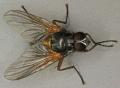Mydaea setifemur (male) (2)