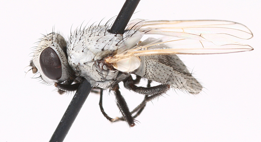 Muscidae: Neolimnophora virgo (2)