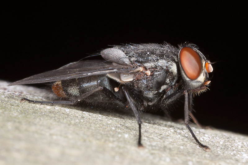 Muscidae: Synthesiomyia nudiseta (male) (4)
