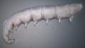 Phaonia exoleta (larva) (1)