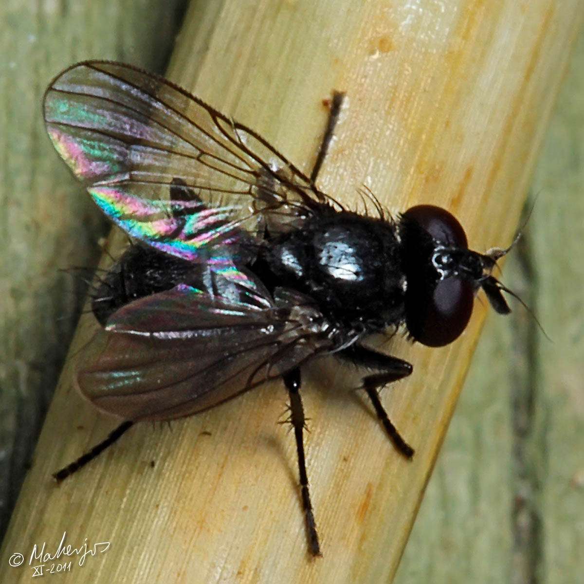 Muscidae: Phaonia atriceps (male) (1)