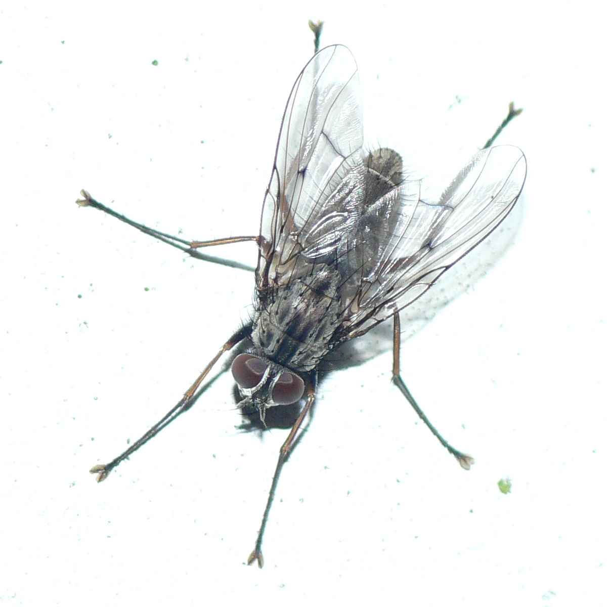 Muscidae: Phaonia fuscata (male) (3)