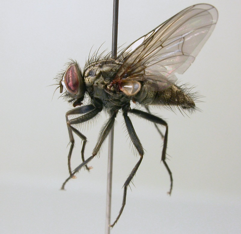 Muscidae: Phaonia gobertii (male) (1)