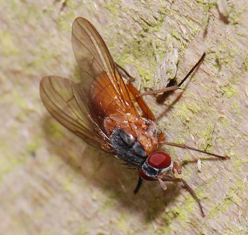 Muscidae: Phaonia rufiventris (female) (3)