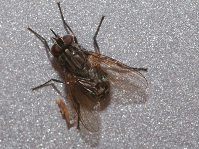 Muscidae: Stomoxys calcitrans (female) (5)