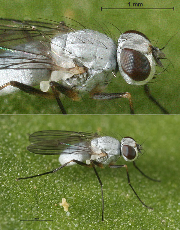 Muscidae: Coenosia argentata (1)
