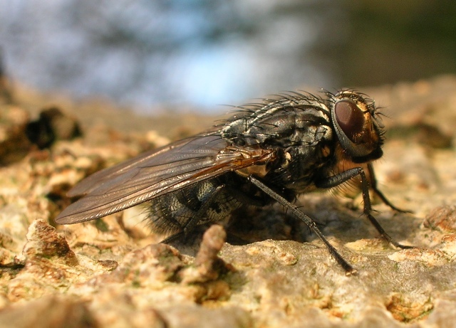 Muscidae: Polietes meridionalis (1)
