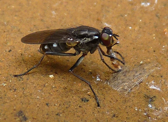 Muscidae: Lispe sexnotata (female) (1)