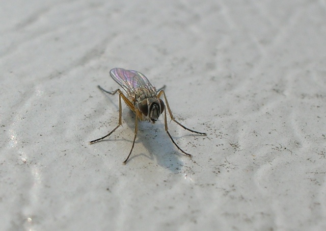 Muscidae: Coenosia cf. testacea (2)