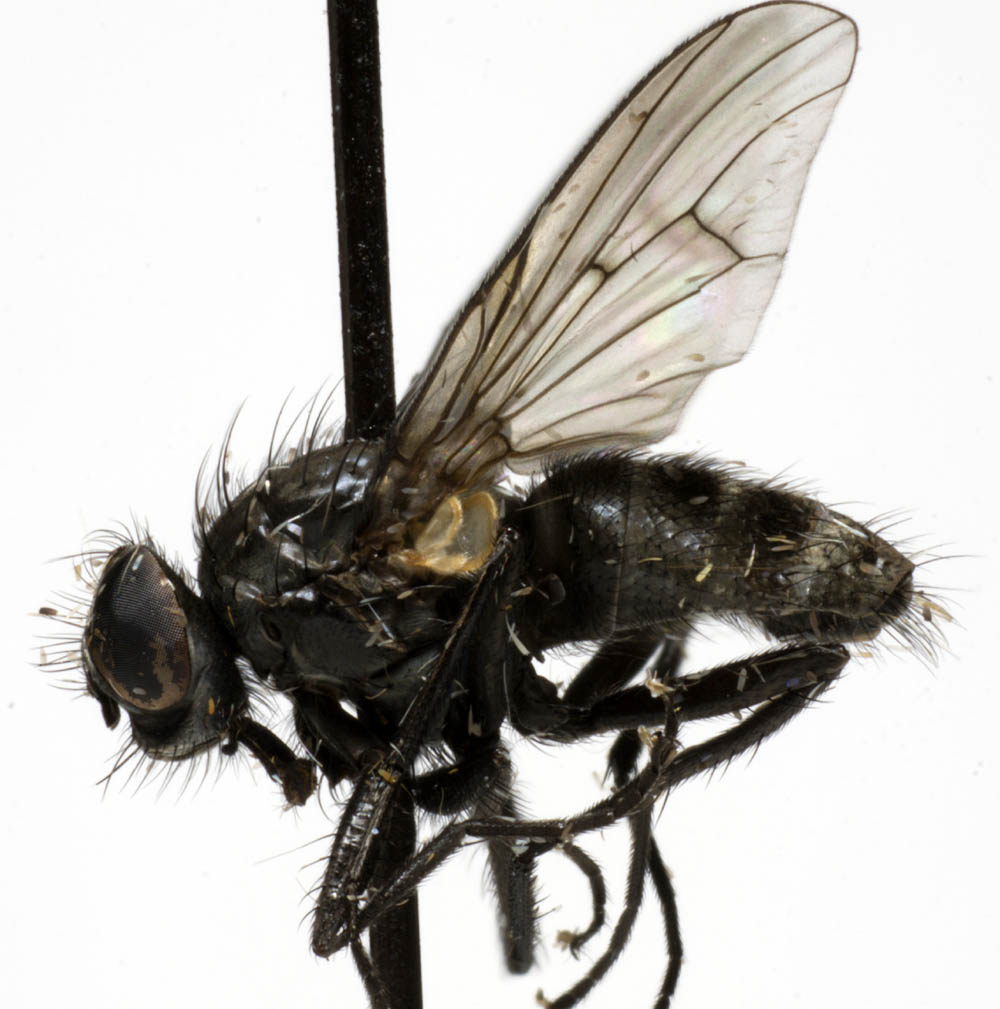 Muscidae: Spilogona quinquelineata (1)