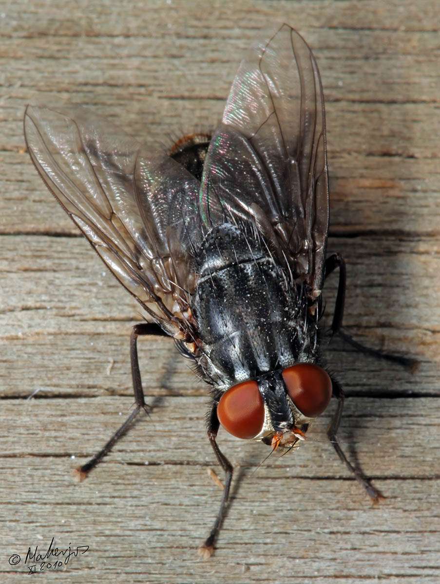 Muscidae: Synthesiomyia nudiseta (male) (3)