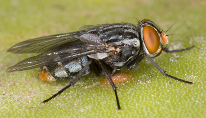 Muscidae: Synthesiomyia nudiseta (female) (3)