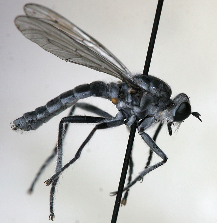 Asilidae: Clinopogon cf. nicobarensis (female) (1)