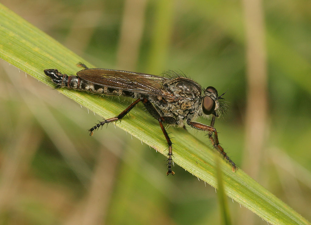 Asilidae: Tolmerus atricapillus (male) (3)