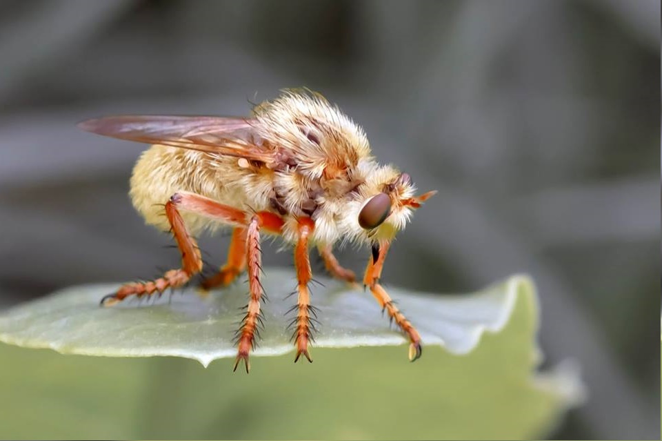 Asilidae: Lastaurina ardens (male) (1)