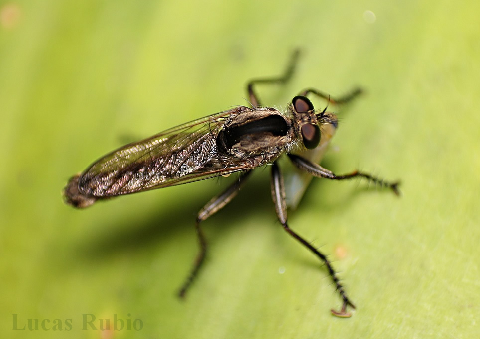 Asilidae: Eicherax macularis (male) (1)