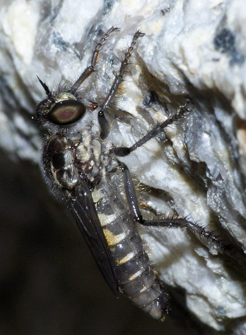 Asilidae: Cyrtopogon lateralis (male) (1)