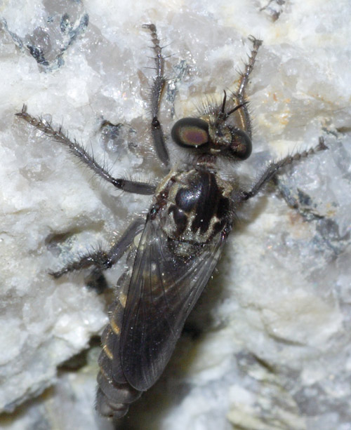 Asilidae: Cyrtopogon lateralis (male) (2)