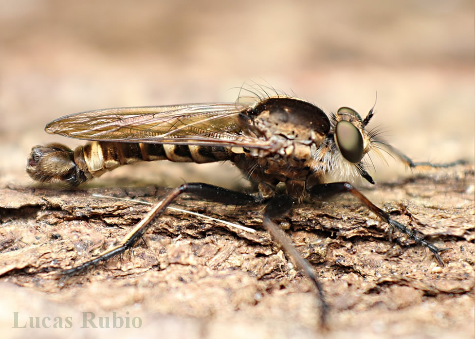 Asilidae: Eicherax macularis (male) (3)
