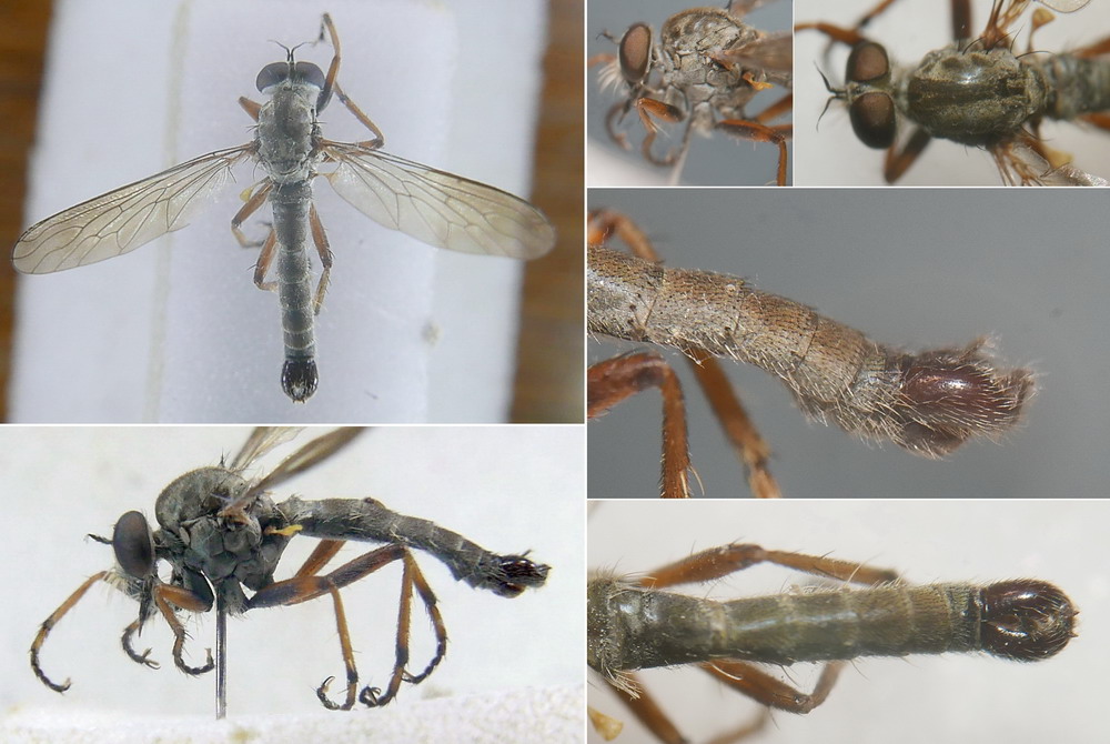 Asilidae: Aneomochtherus confusus (male) (1)