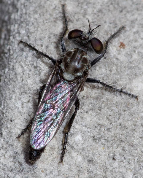 Asilidae: Nannocyrtopogon sp. (female) (1)