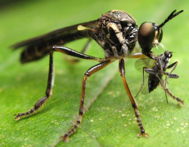 Asilidae: Dioctria hyalipennis (female) (1)