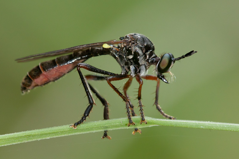 Asilidae: Dioctria hyalipennis (female) (4)