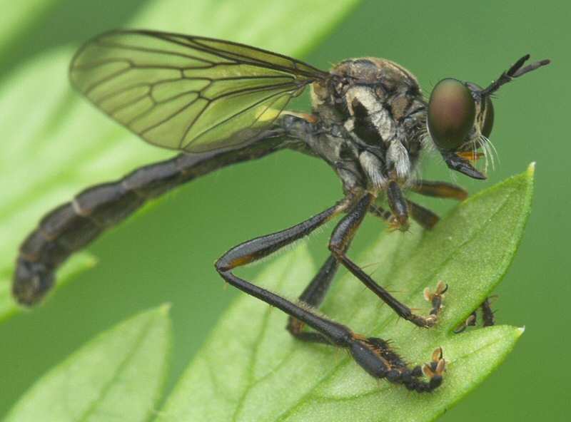 Asilidae: Dioctria hyalipennis (male) (3)