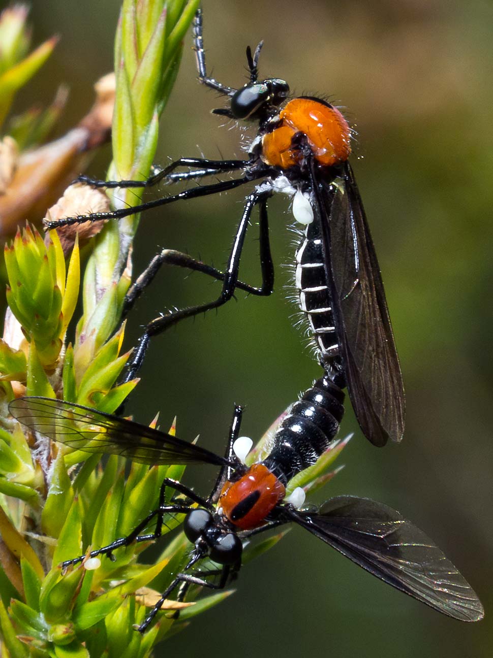Asilidae: Cabasa pulchella (copula) (1)
