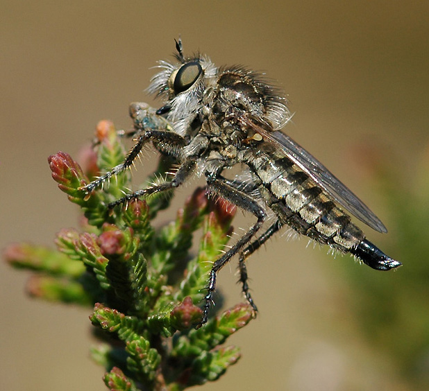 Asilidae: Dysmachus trigonus (female) (1)