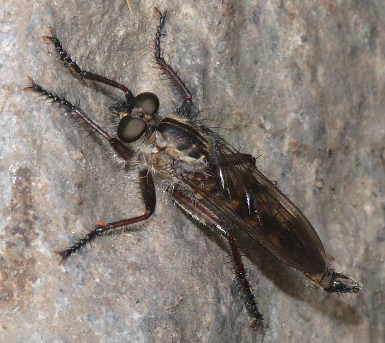 Asilidae: Regasilus strigarius (male) (3)
