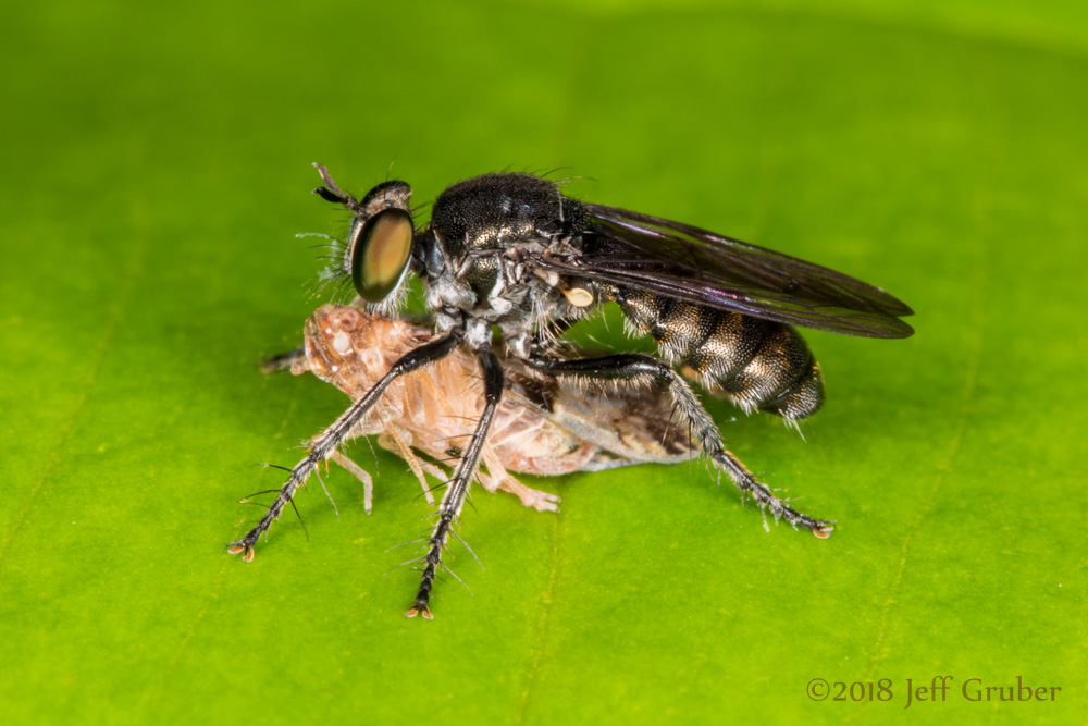 Asilidae: Atoniomyia cf. laterepunctata (female) (2)