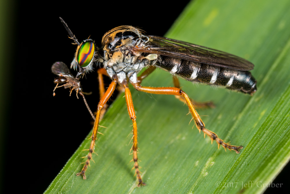Asilidae: Taracticus octopunctatus (1)
