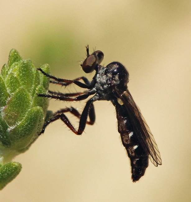 Asilidae: Oligopogon hybotinus (female) (1)