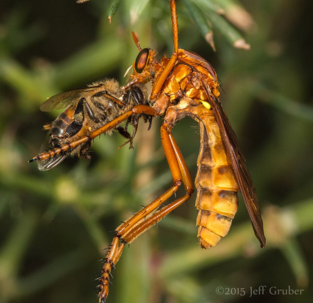 Asilidae: Blepharepium sonorensis (1)