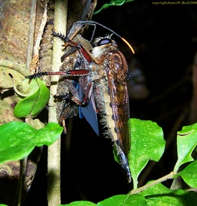 Asilidae: Promachus hinei (female) (1)