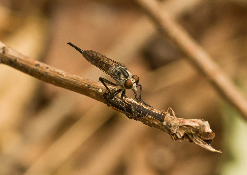 Asilidae: Astochia sp. (female) (1)