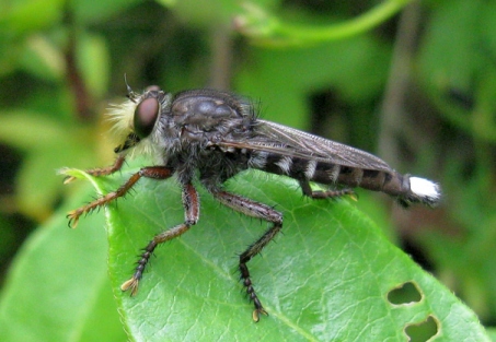 Asilidae: Promachus bastardii (male) (1)