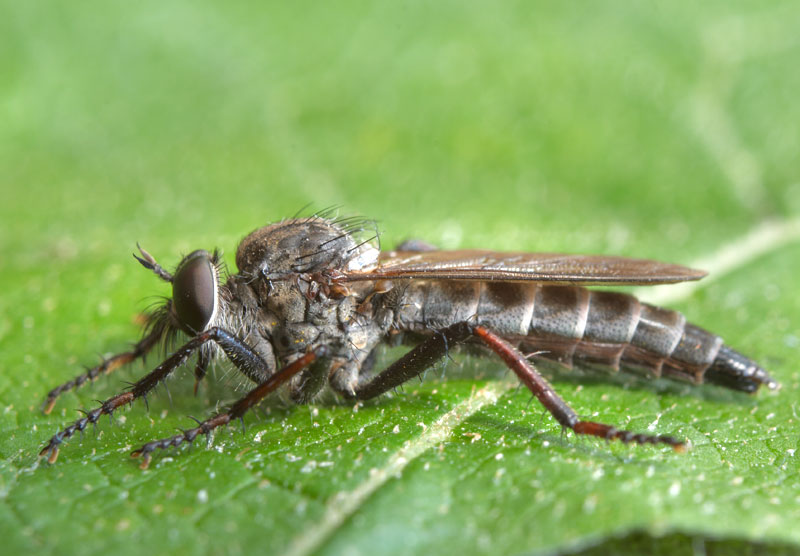 Asilidae: Rhadiurgus variabilis (female) (1)