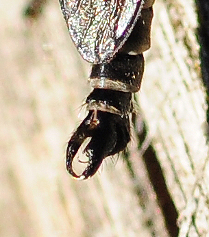 Asilidae: Rhadiurgus variabilis (male) (2)