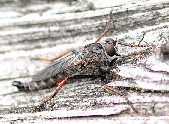 Asilidae: Rhadiurgus variabilis (male) (1)