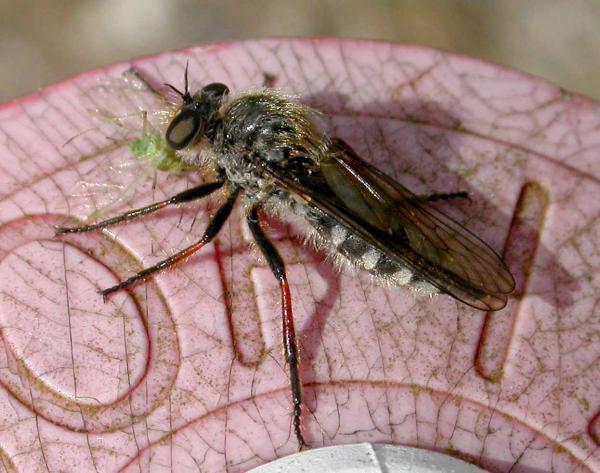 slender-footedrobberfly.jpg