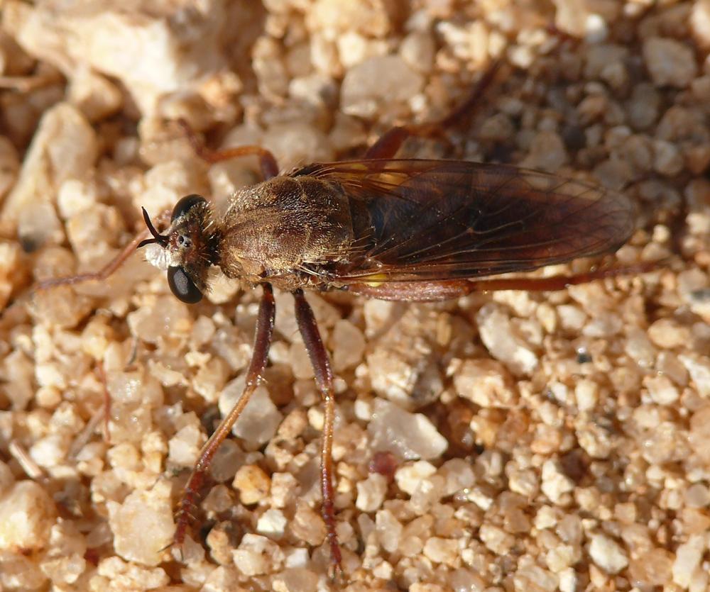 Asilidae: Lycostommyia sp. (female) (3)