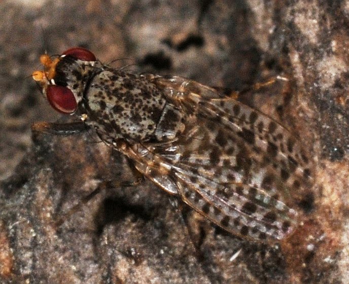 Odiniidae: Traginops irroratus (1)