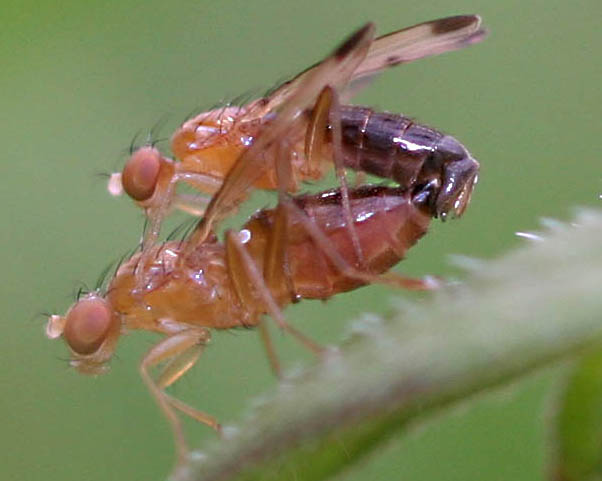 Opomyzidae: Geomyza balachowskyi (mating) (1)