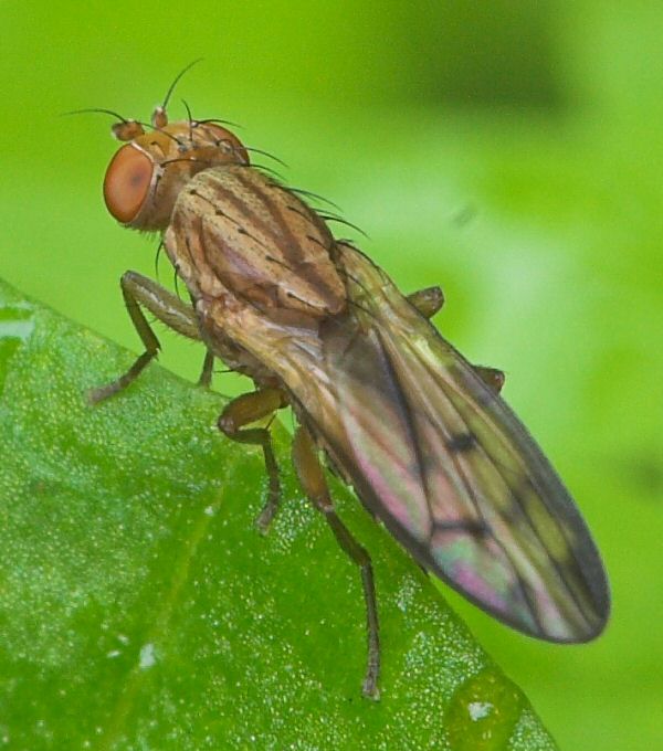 Opomyzidae: Opomyza petrei (female) (1)