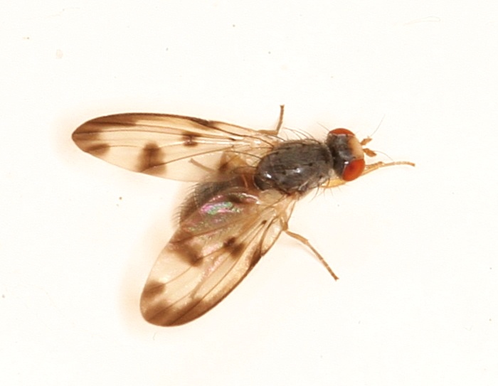 Pallopteridae: Palloptera umbellatarum (male) (2)